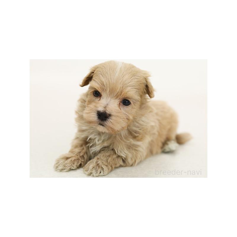 販売中の神奈川県のミックス犬-394425